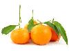 Mandarina tangelo seminole